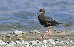 Black Stilt